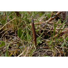 Мицелий Кордицепса китайского (Cordyceps sinensis)